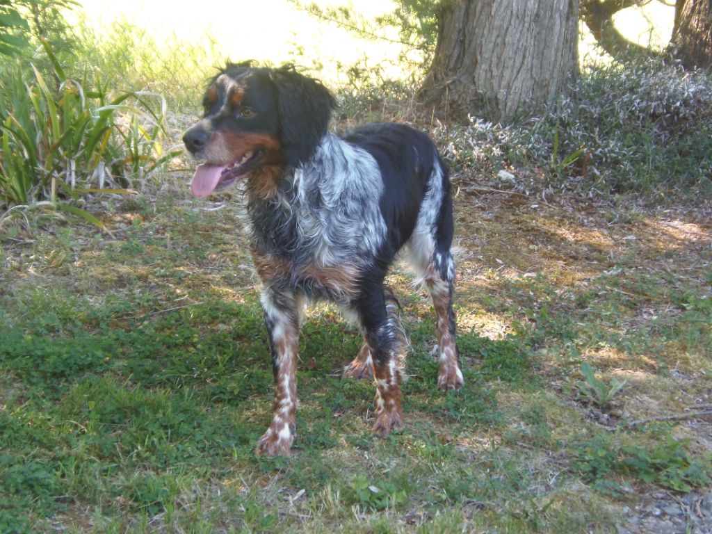 Du Val Des Deux Baïses - Naissance de 09 chiots le 01/04/2022