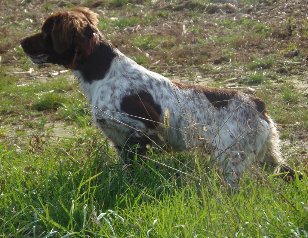 Du Val Des Deux Baïses - Saillie PEPS DES COTEAUX DE PAUTHE X PACA DU VALLON DE LOSSE