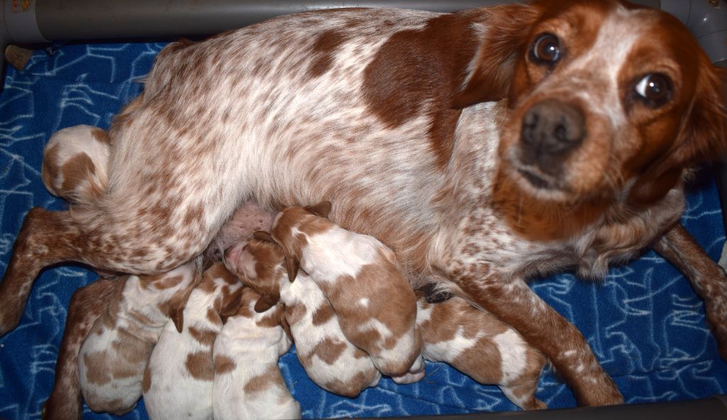 chiot Epagneul Breton Du Val Des Deux Baïses