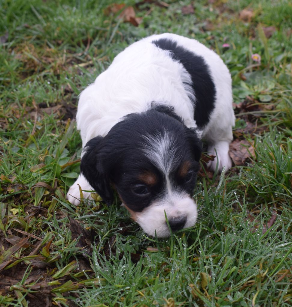 Du Val Des Deux Baïses - Chiot disponible  - Epagneul Breton