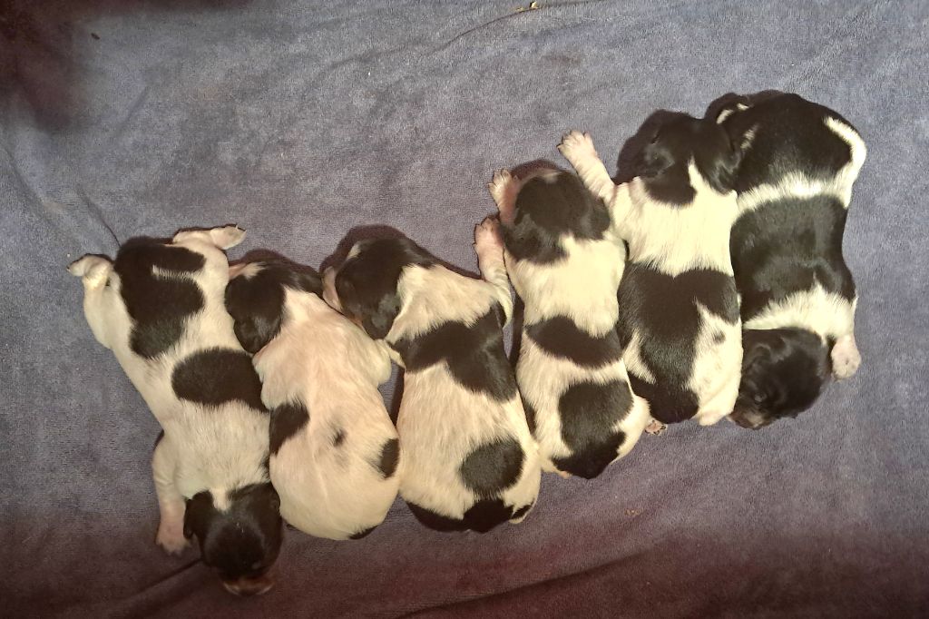 chiot Epagneul Breton Du Val Des Deux Baïses