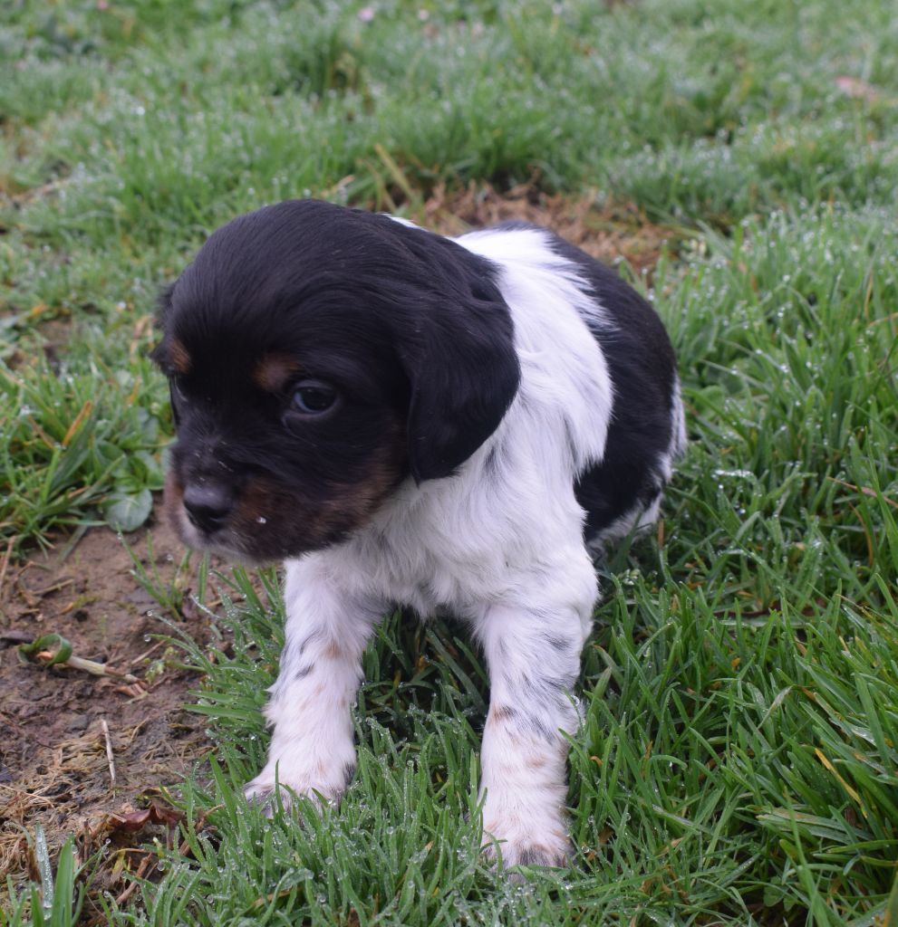 Du Val Des Deux Baïses - Chiot disponible  - Epagneul Breton