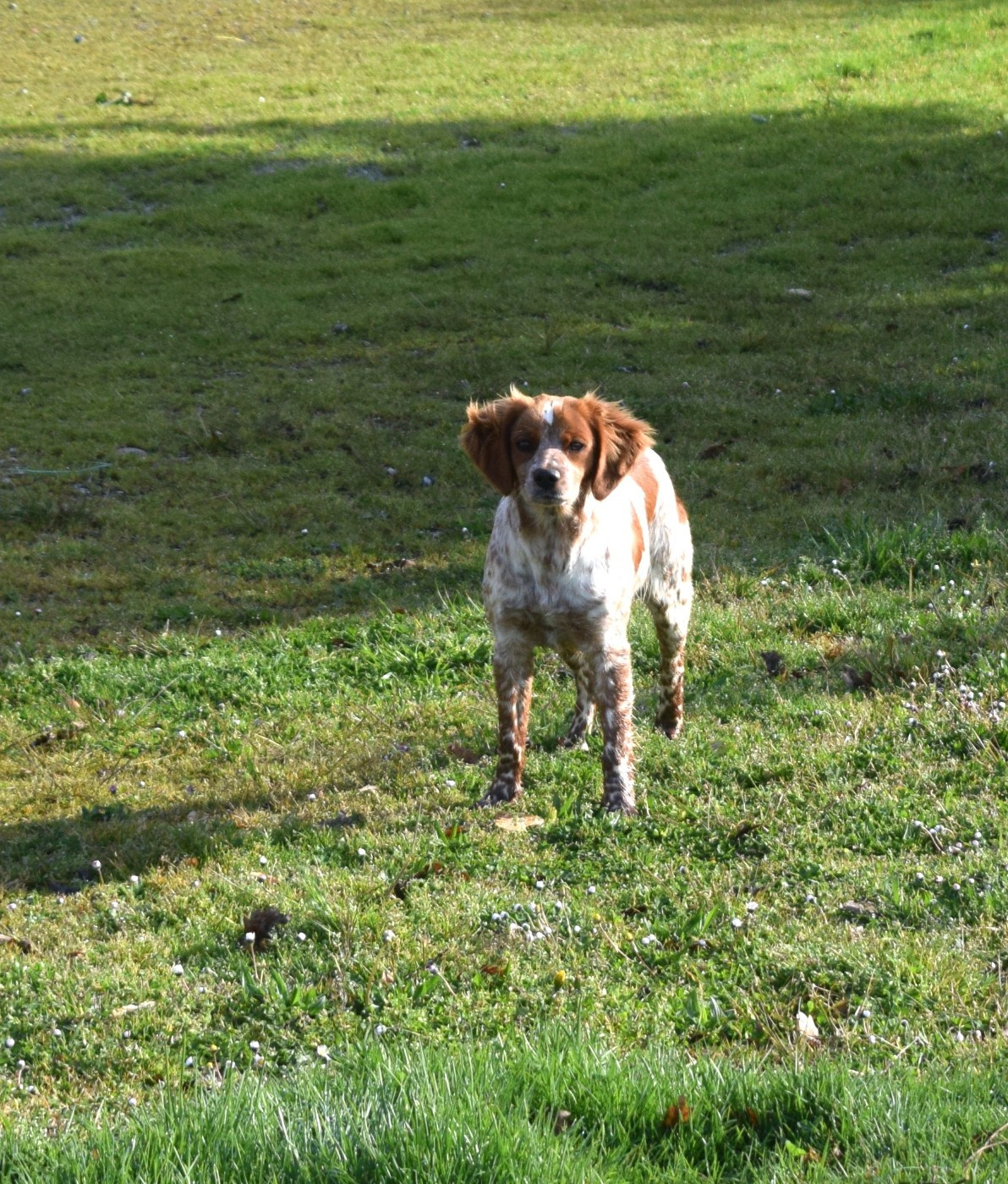 VENUS Lice sélectionné et trialer