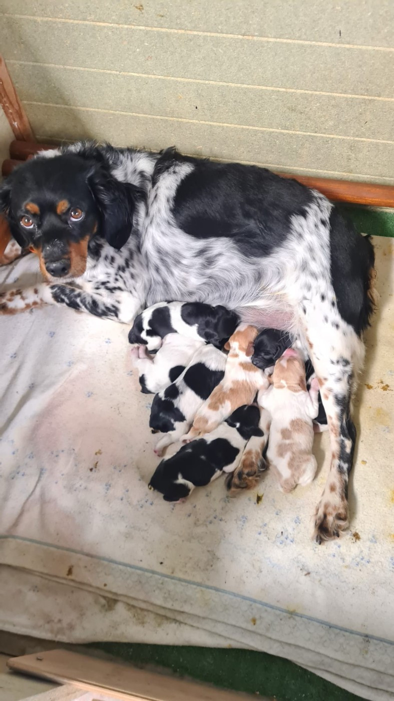 Naissance :Champion NE , THAL des Landes de Claoury avec Talys du val des deux Baïses