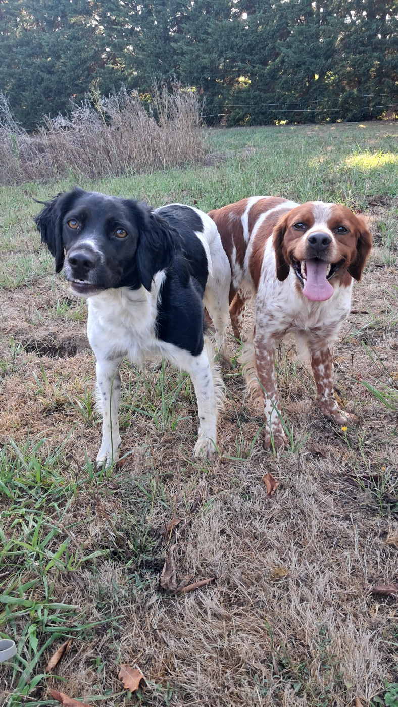 Saillie le 23 Août 2026 entre Vanda du val des deux Baïses x Thal des landes de Claoury