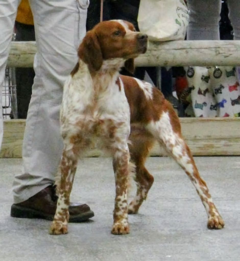 Champion National des Expositions 