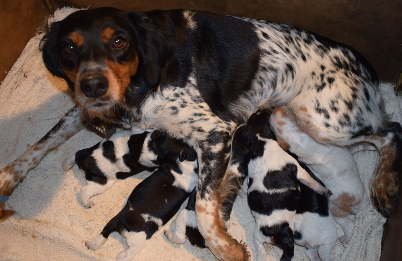 Du Val Des Deux Baïses - Epagneul Breton - Portée née le 19/10/2025