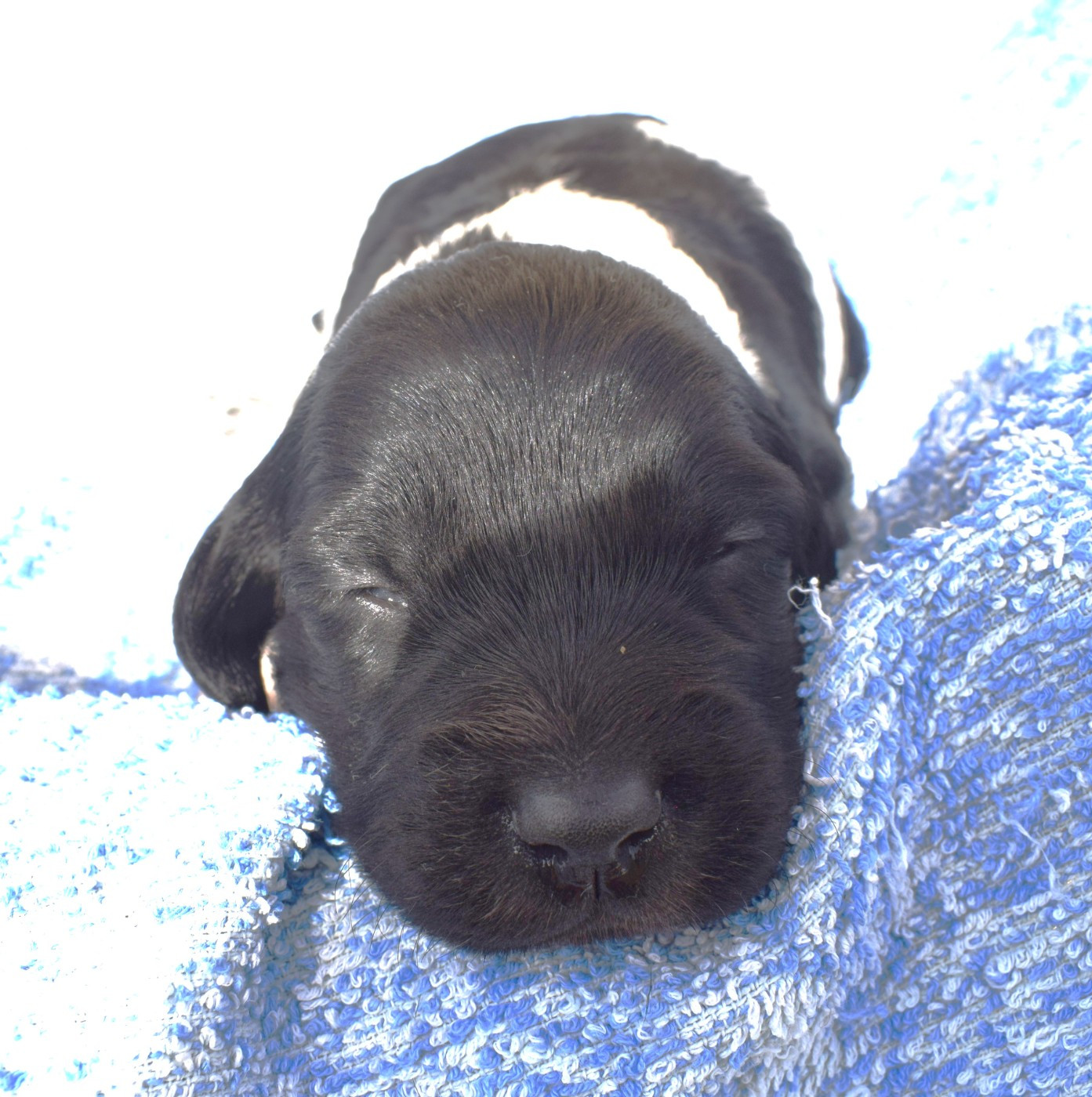 Du Val Des Deux Baïses - Chiots disponibles - Epagneul Breton