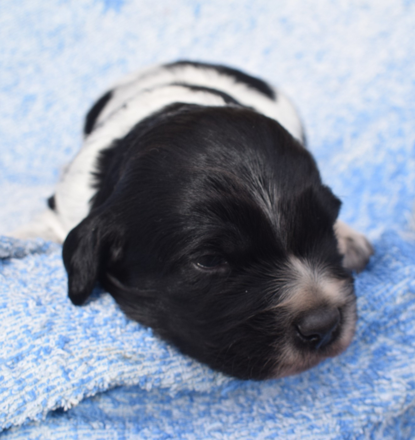 Du Val Des Deux Baïses - Chiots disponibles - Epagneul Breton