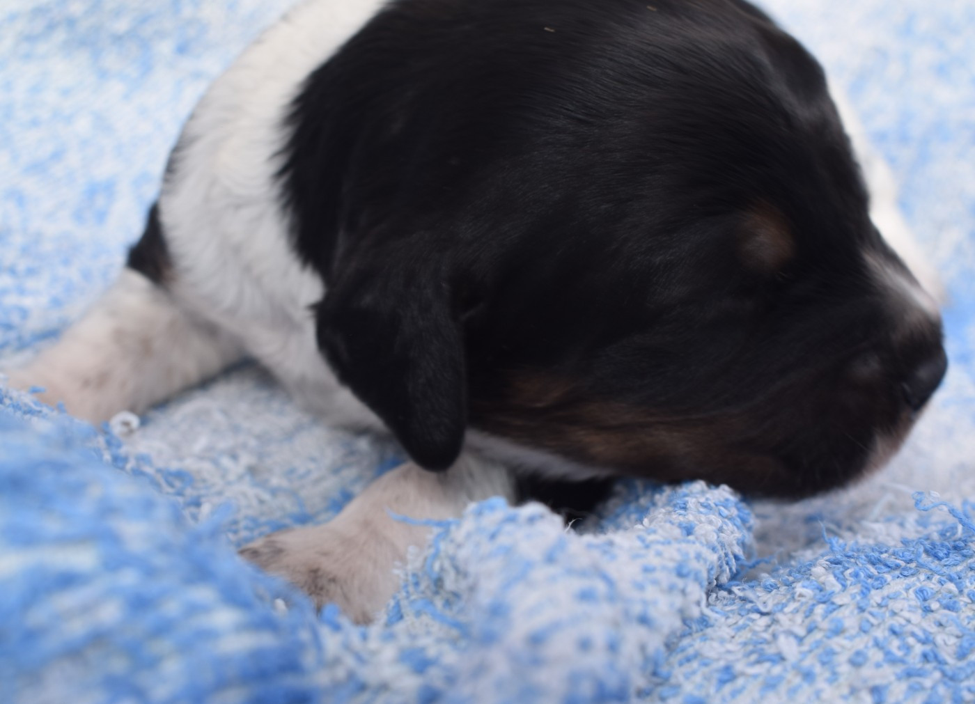 Du Val Des Deux Baïses - Chiots disponibles - Epagneul Breton