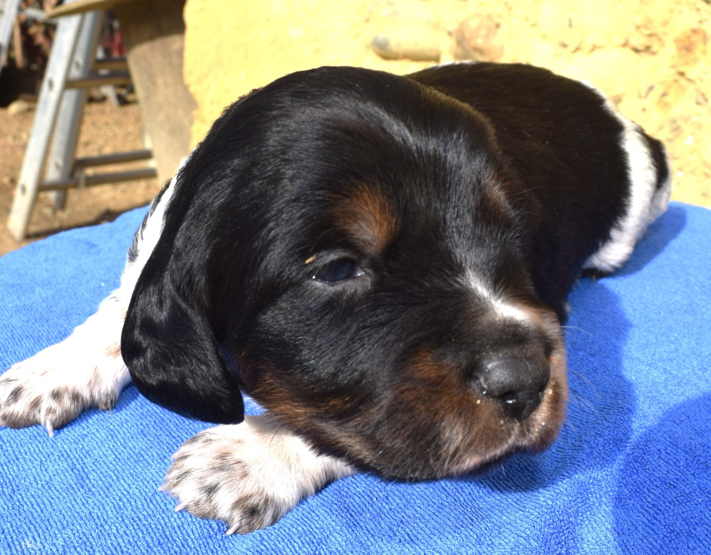 Du Val Des Deux Baïses - Chiots disponibles - Epagneul Breton