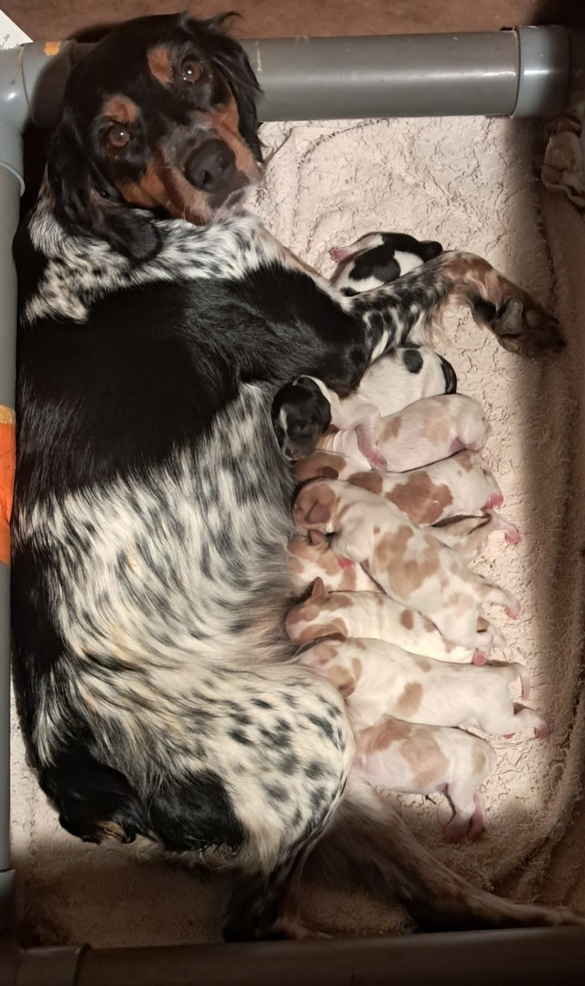Chiot Epagneul Breton Du Val Des Deux Baïses