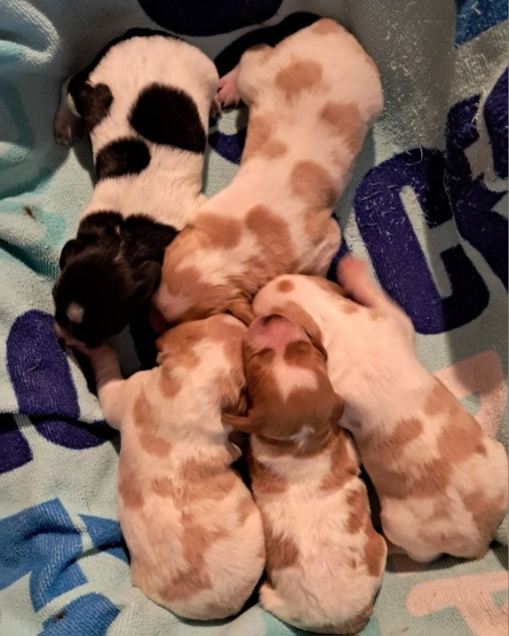 Du Val Des Deux Baïses - Chiots disponibles - Epagneul Breton