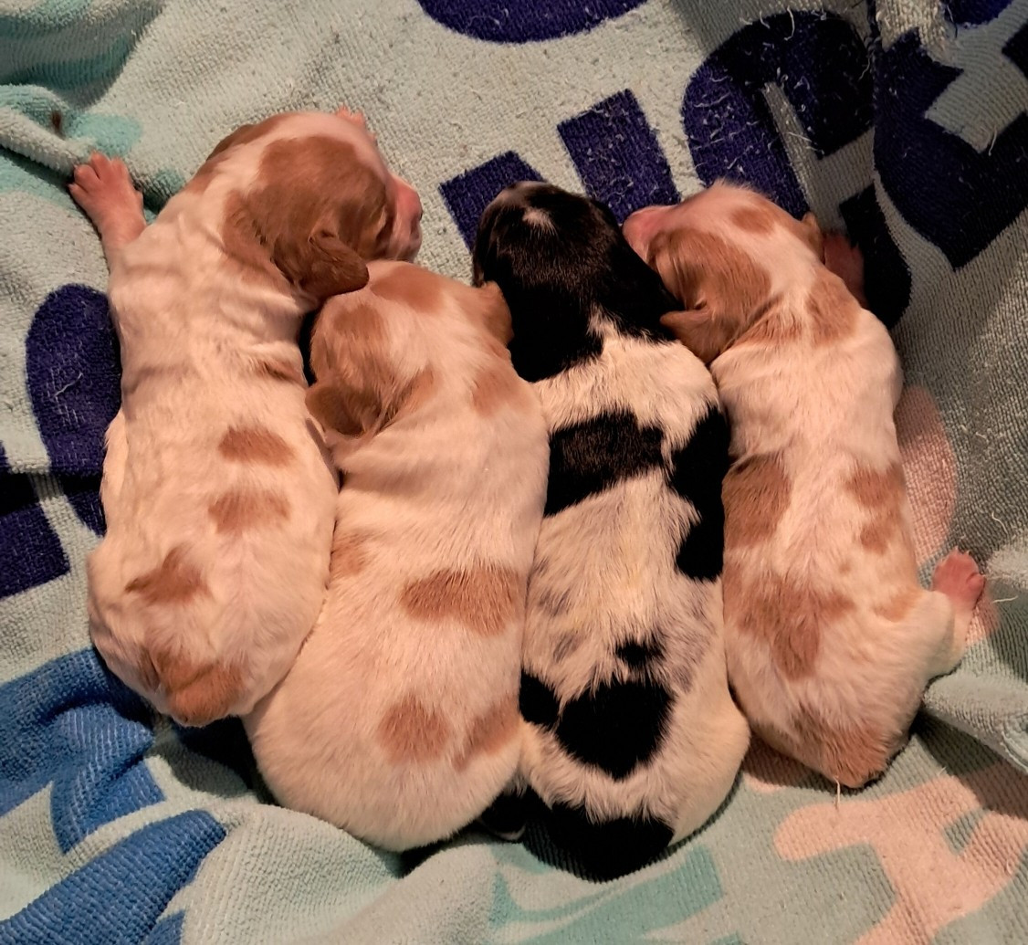 Du Val Des Deux Baïses - Chiots disponibles - Epagneul Breton