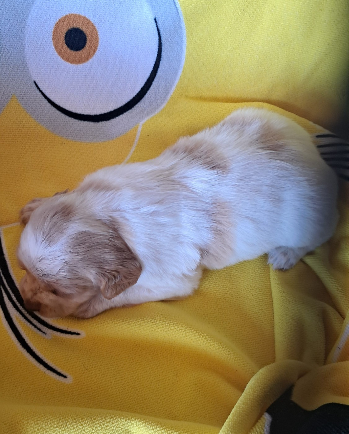 Du Val Des Deux Baïses - Chiots disponibles - Epagneul Breton