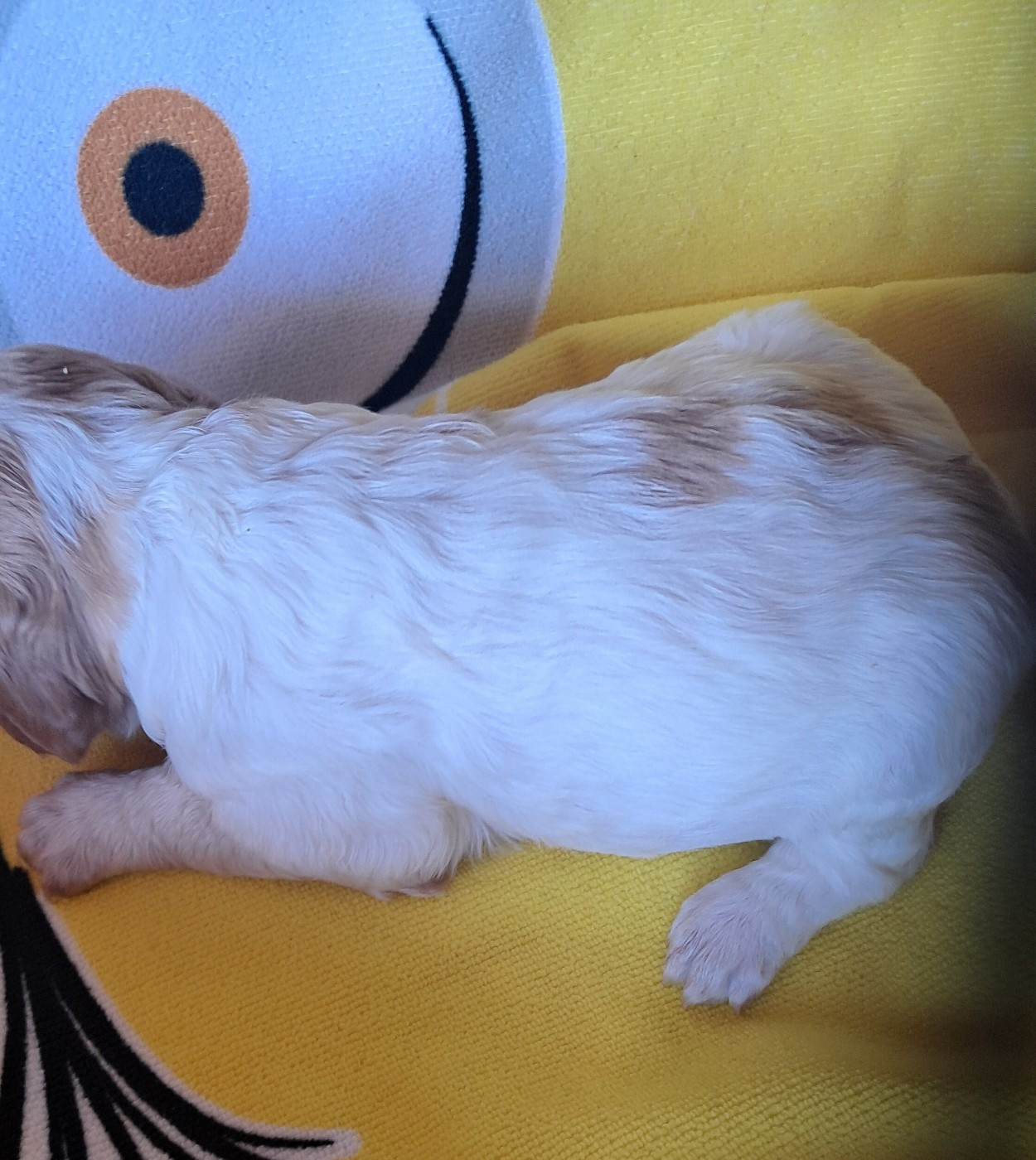 Du Val Des Deux Baïses - Chiots disponibles - Epagneul Breton