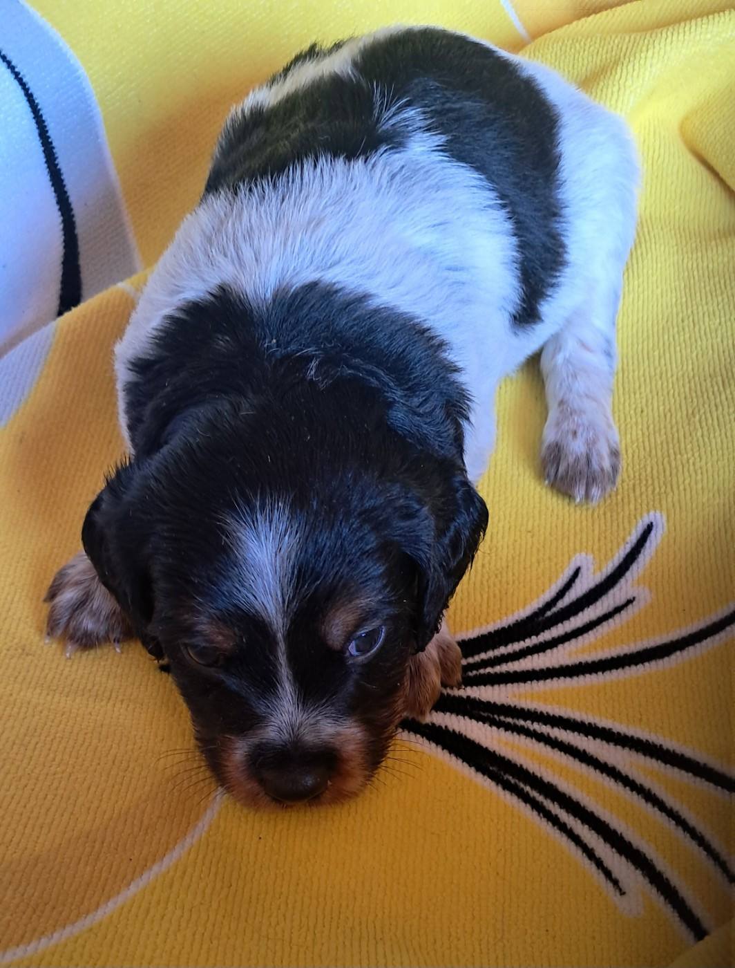 Du Val Des Deux Baïses - Chiots disponibles - Epagneul Breton