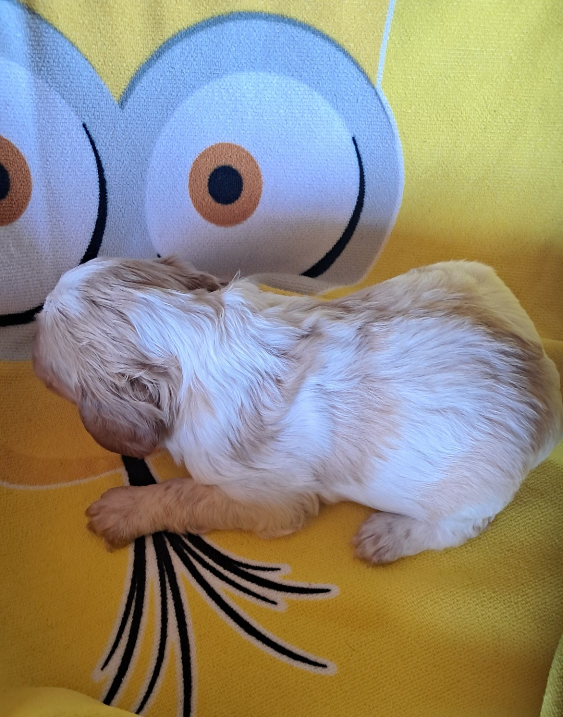 Du Val Des Deux Baïses - Chiots disponibles - Epagneul Breton