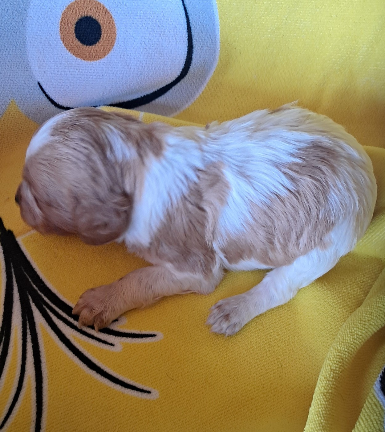 Du Val Des Deux Baïses - Chiots disponibles - Epagneul Breton