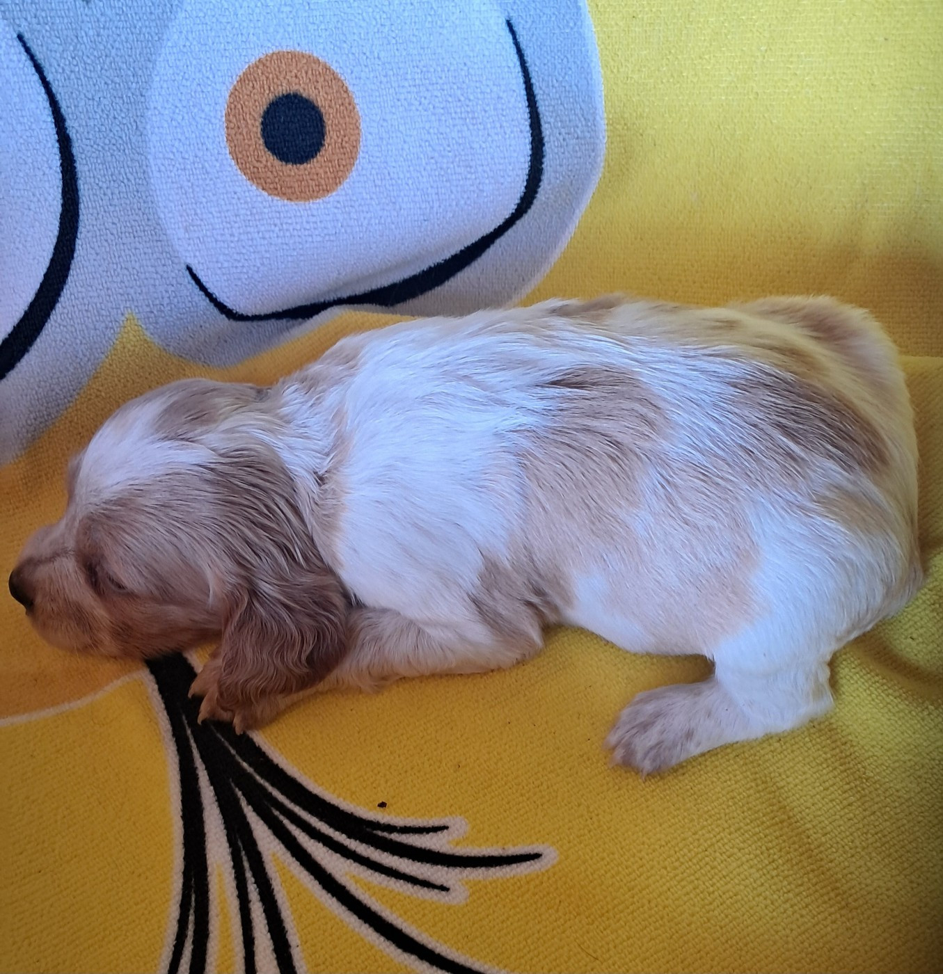 Du Val Des Deux Baïses - Chiots disponibles - Epagneul Breton