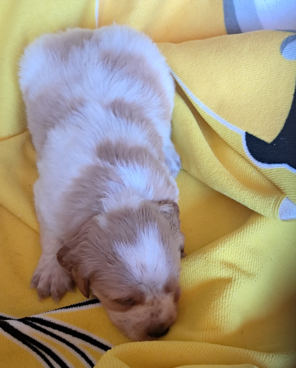 Du Val Des Deux Baïses - Chiots disponibles - Epagneul Breton