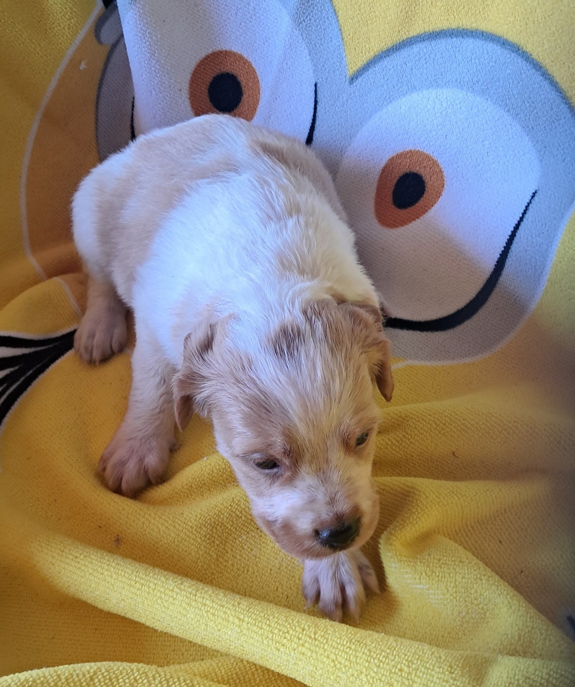Du Val Des Deux Baïses - Chiots disponibles - Epagneul Breton