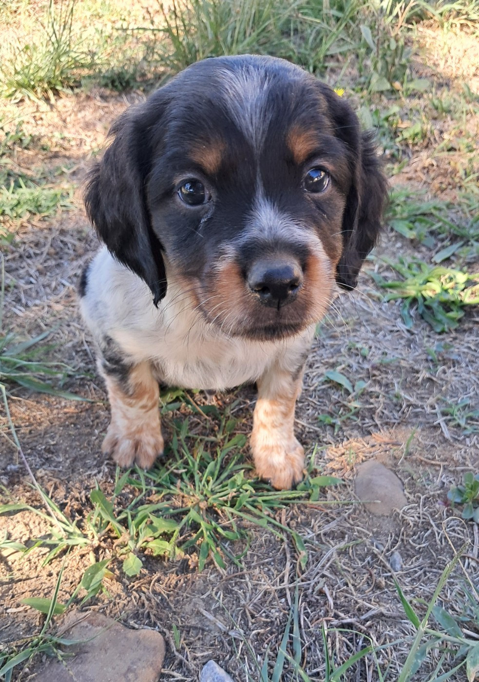 Du Val Des Deux Baïses - Chiots disponibles - Epagneul Breton
