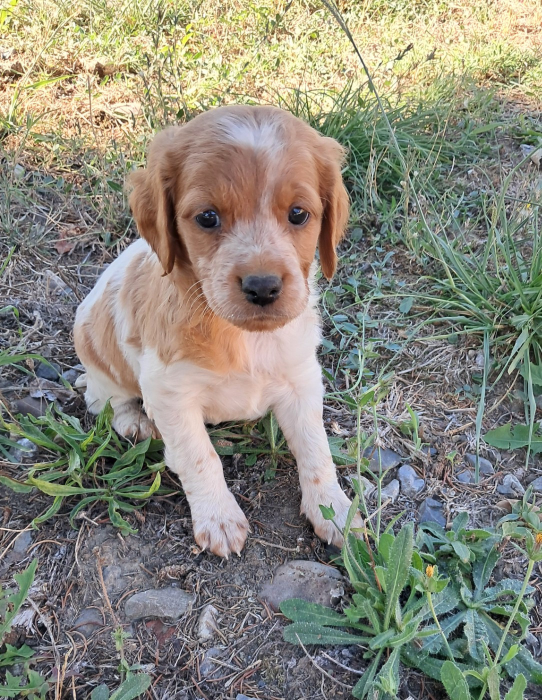 Du Val Des Deux Baïses - Chiots disponibles - Epagneul Breton