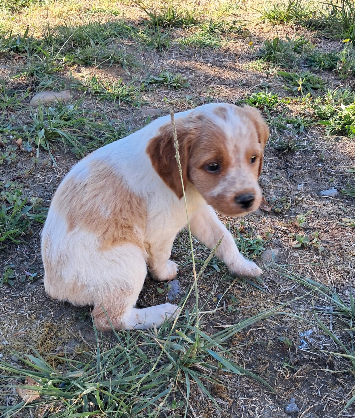 Du Val Des Deux Baïses - Chiots disponibles - Epagneul Breton