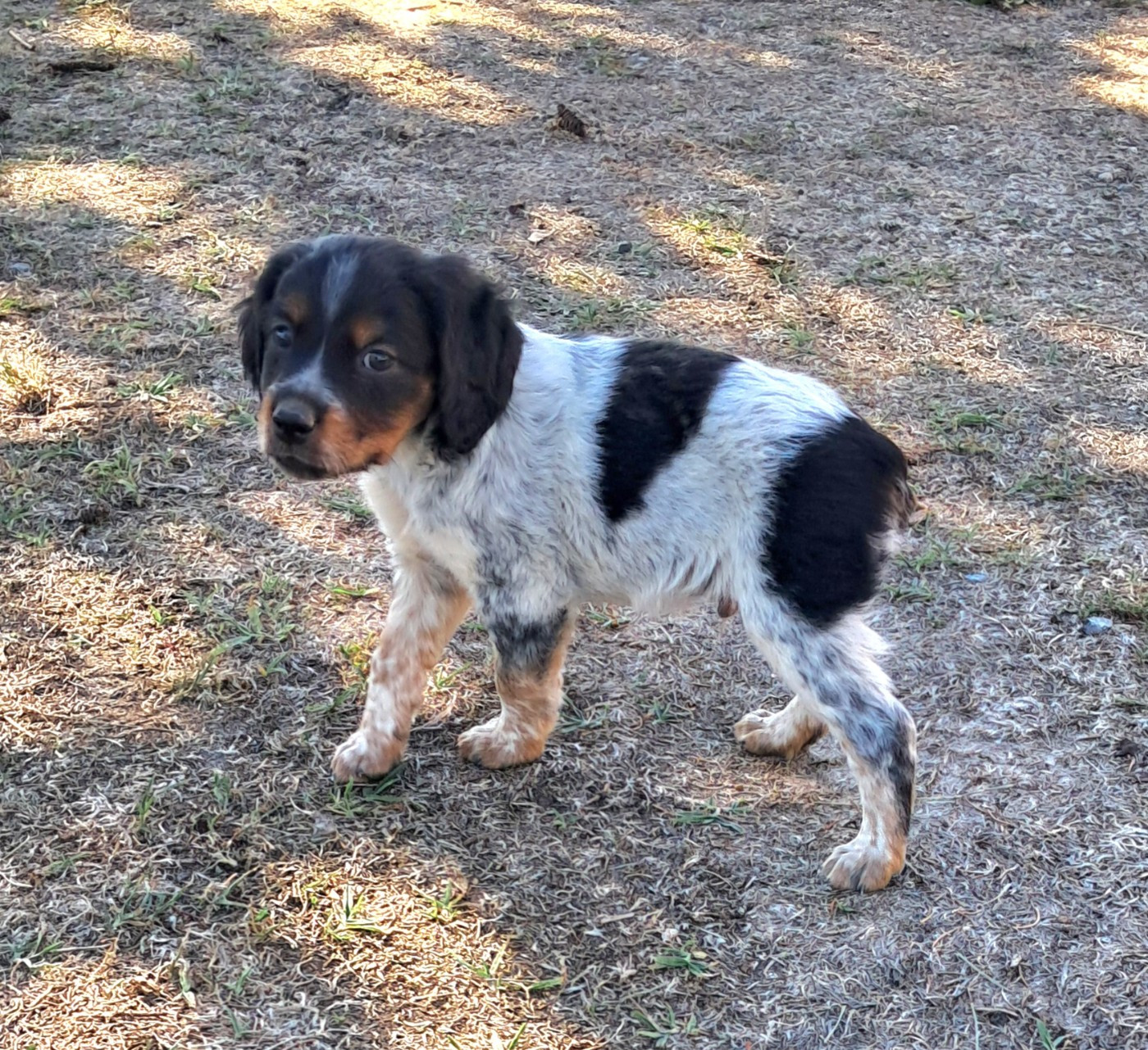 Du Val Des Deux Baïses - Chiots disponibles - Epagneul Breton