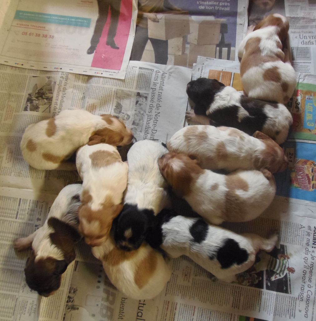 Chiot Epagneul Breton Du Val Des Deux Baïses