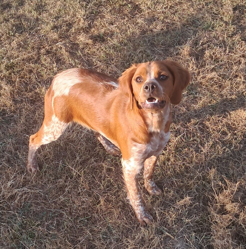Du Val Des Deux Baïses - Chiots disponibles - Epagneul Breton