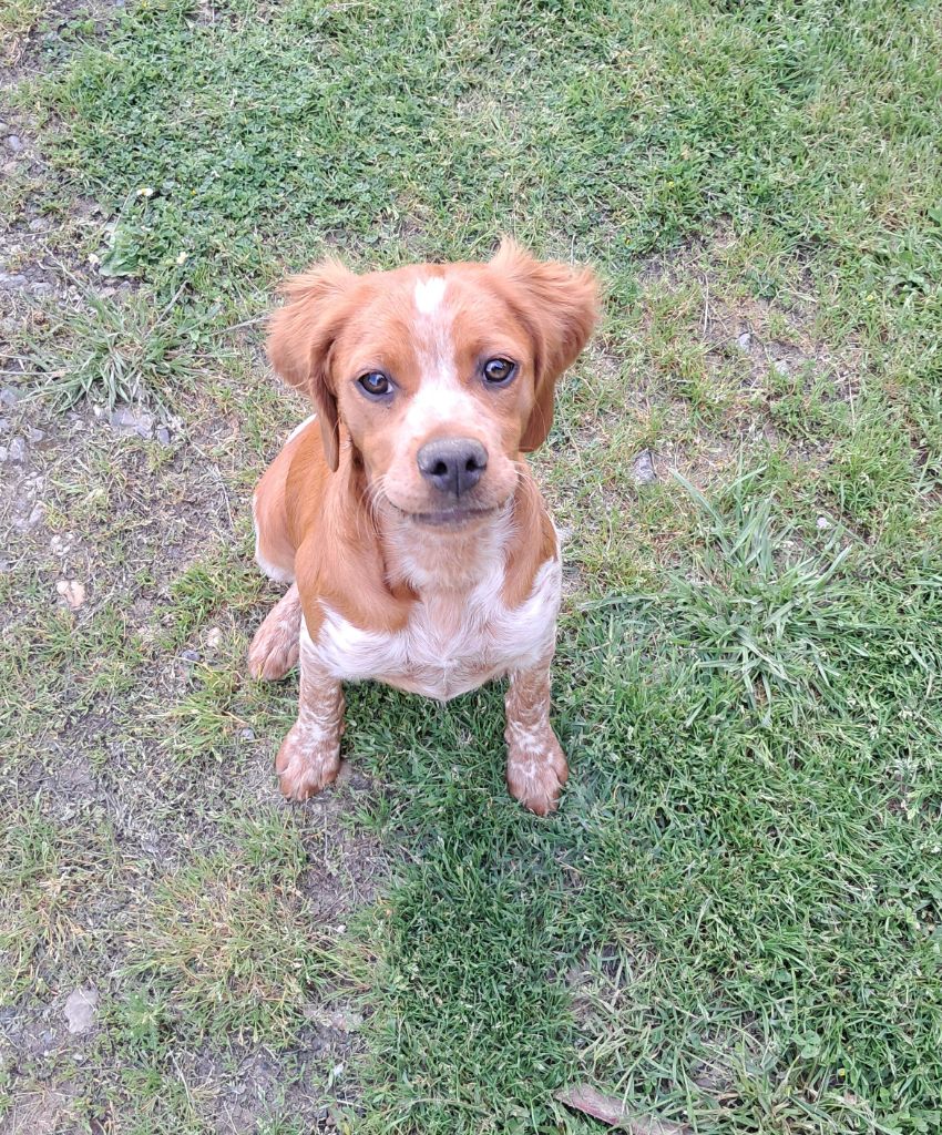 Du Val Des Deux Baïses - Chiots disponibles - Epagneul Breton